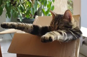 Simba dans le carton